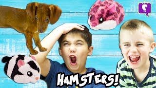 Dog CHASES HAMSTERS in a House Cute Toy Review and Play with HobbyKidsTV [upl. by Aneehta519]