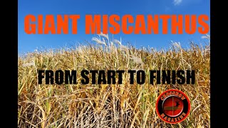 GIANT Miscanthus from start to finish [upl. by Rayford]