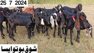 July 25 2024 MashAlla top class ki bital female or breeder bachay🐐Ali bakra tv sahiwal [upl. by Iran173]