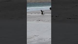 452  Bluff Cove Penguin Rookery Tour Falkland Island 2023 PENGUINS with Jeanne amp CJ [upl. by Sylvanus]