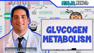 Metabolism  Regulation of Glycogen Metabolism [upl. by Garold490]