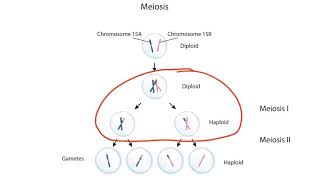 Imprinting and Uniparental Disomy for the USMLE Step 1 [upl. by Atirma]