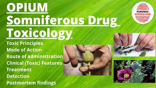 Opium somniferous drug  Toxicology  Opium poisoning [upl. by Uzziel]