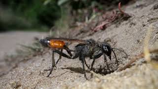 Podalonia Sandwasp Preparing Burrow [upl. by Morentz236]