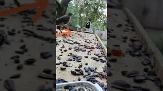 Boattailed Grackle Takes Off Like Superman [upl. by Eeldivad]