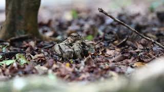 20240507 nightjar [upl. by Anton]