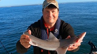 Smoothhound Fishing UK With Underwater Fishing Camera Footage [upl. by Ydnih]