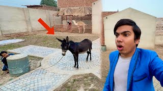 Big Zoo Me Donkey Kaha Sy Aya 😧 [upl. by Zebulon146]