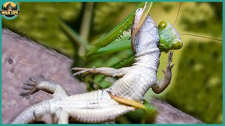 Top 21 Moments When The Praying Mantis Fights In The Trenches [upl. by Gerbold]