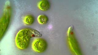 Euglena viridis  BF DIC microscope 1000x [upl. by Erdnua]