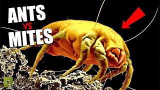 Ants vs Mites  The War Has Begun [upl. by Coltin]