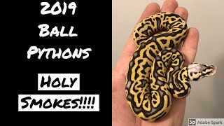 BALL PYTHON HATCHLINGS  2019 [upl. by Opiak]