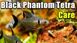 An Awesome Tetra Black Phantom Tetra Care [upl. by Carpio]