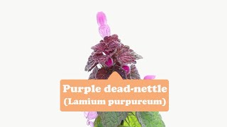 Confidence courage happinessPurple deadnettle [upl. by Haidebez]