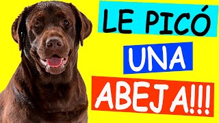 PICADURA DE ABEJA en Perros y Gatos ¿Qué Hacer [upl. by Annayrb]