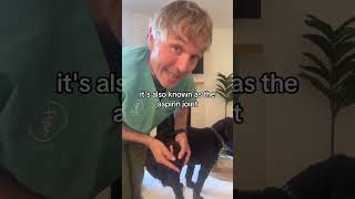 Natural Pet Arthritis Solution Acupressure at home [upl. by Reider]