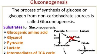 Gluconeogenesis Mechanism and significance [upl. by Etnahs189]