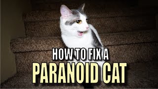 Talking Kitty Cat 56  How To Fix A Paranoid Cat [upl. by Castora]