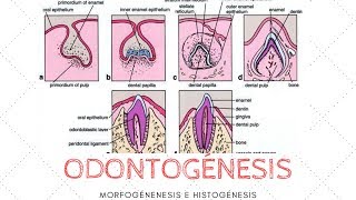 ODONTOGÉNESIS MORFOGÉNESIS E HISTOGÉNESIS [upl. by Dimitris665]