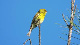 Serin singing  Serinus serinus [upl. by Gearard]