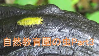 caution※insect虫に注意※初夏の自然教育園PART3 昆虫すごいぜ [upl. by Rich]