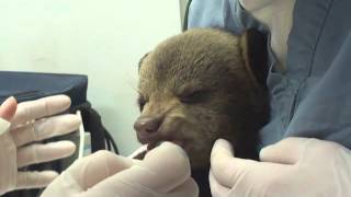 Tramadol Face Treating a Black Bear cub at the Wildlife Center of Virginia [upl. by Asum982]