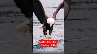 Eagles Amazing Hunting Skills wildlife naturelovers [upl. by Yecam]