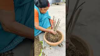 Get 💯 more flower  Oleander plant care  Pruning for flowering [upl. by Gibbons]