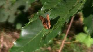 ROBERT Le Diable  Polygonia calbum  BRUITX [upl. by Eedebez]