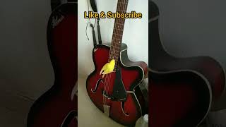 Tweety🐥 wants to play my guitar😄 shorts budgies birds pets shortvideo [upl. by Anavrin]