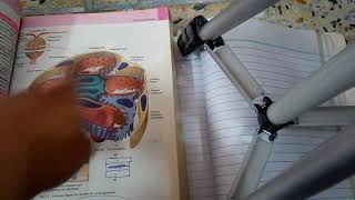 RENAL PATHOLOGY lecture 1 general introduction must watch to grab easily [upl. by Einalem]