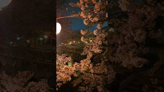 【観光地】雨と夜桜 [upl. by Seif]