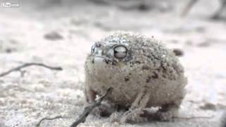 Breviceps namaquensis Rana de lluvia Namaqua [upl. by Fantasia]