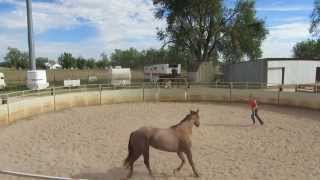 Clinton Anderson Round Penning [upl. by Conti]