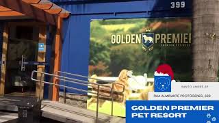 Canil Golden Premier  Filhotes de Golden Retriever [upl. by Anoik787]