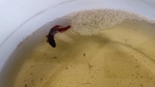 Breeding veiltail Betta male with galaxy koi female [upl. by Giulia]