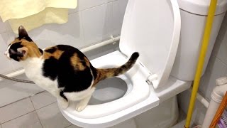 Step by Step Cat Toilet Training [upl. by Rowe988]