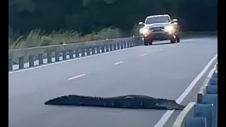 Alligator Flops Down Blocks Traffic on South Carolina Bridge [upl. by Calandria88]