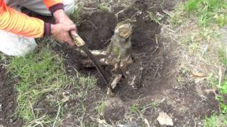 HOW TO REMOVE A TREE STUMP [upl. by Alyakam565]