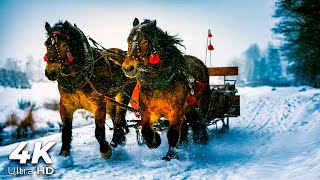 Horse Carriage Sound for Sleep and Relaxation ✨ [upl. by Naples]