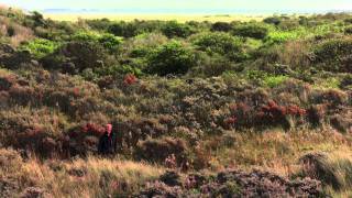 De vogeltrek in de herfst [upl. by Brinn]