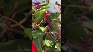 Elephant Hawk Moth Life Cycle [upl. by Ring]