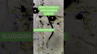 HOW TO IDENTIFY HOPLOLAIMUS LANCE NEMATODEmicroscope nematodes ppn agriculture stem [upl. by Nnairrehs]