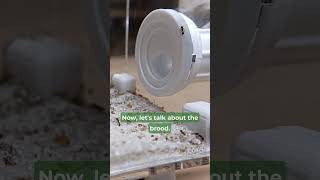 Quick UPDATE On My TETRAMORIUM ANT COLONY 🐜 [upl. by Ullund]