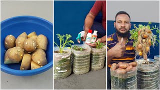 Best amp easy way to grow potato plant at home from cutting  How to grow potato plat at home [upl. by Arua]