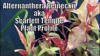 Alternanthera Reineckii  Plant Profile [upl. by Eirak443]