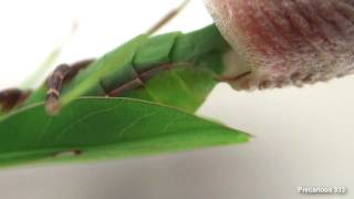 Oxyopsis gracilis lays an ootheca [upl. by Elleret]