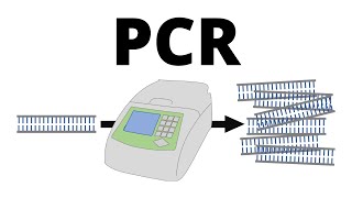 How PCR Polymerase Chain Reaction works explained in 1 minute [upl. by Schwarz]