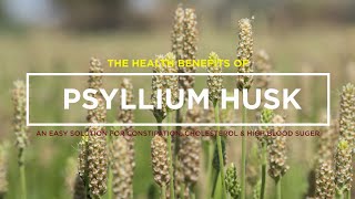 PSYLLIUM HUSK – AN EASY SOLUTION FOR CONSTIPATION THE HEALTH BENEFITS OF PSYLLIUM HUSK [upl. by Twitt]