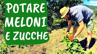 POTARE il MELONE come e quando bisogna tagliare la pianta [upl. by Carrol]